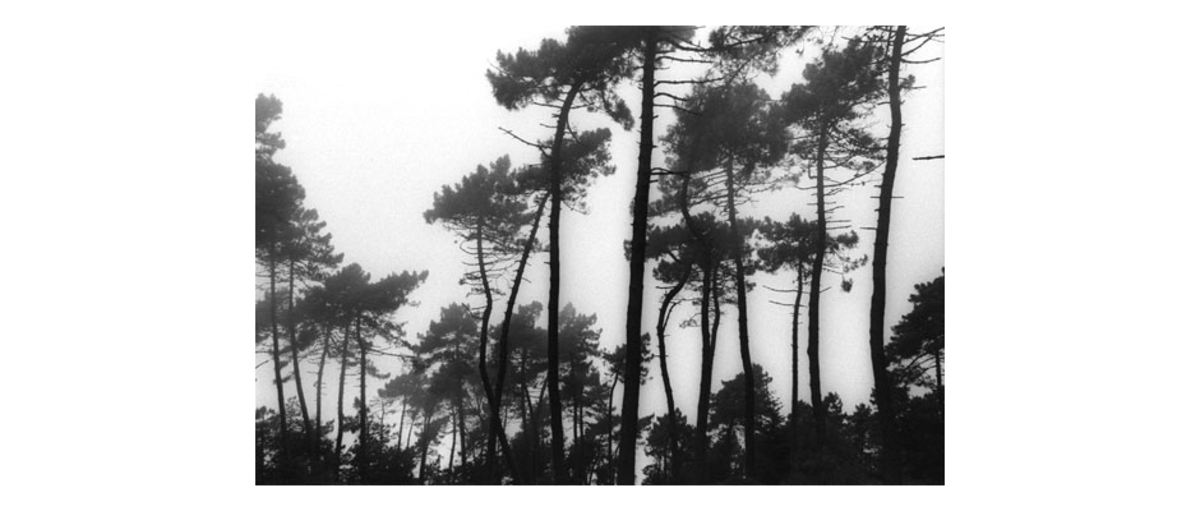 Bäume in Elba