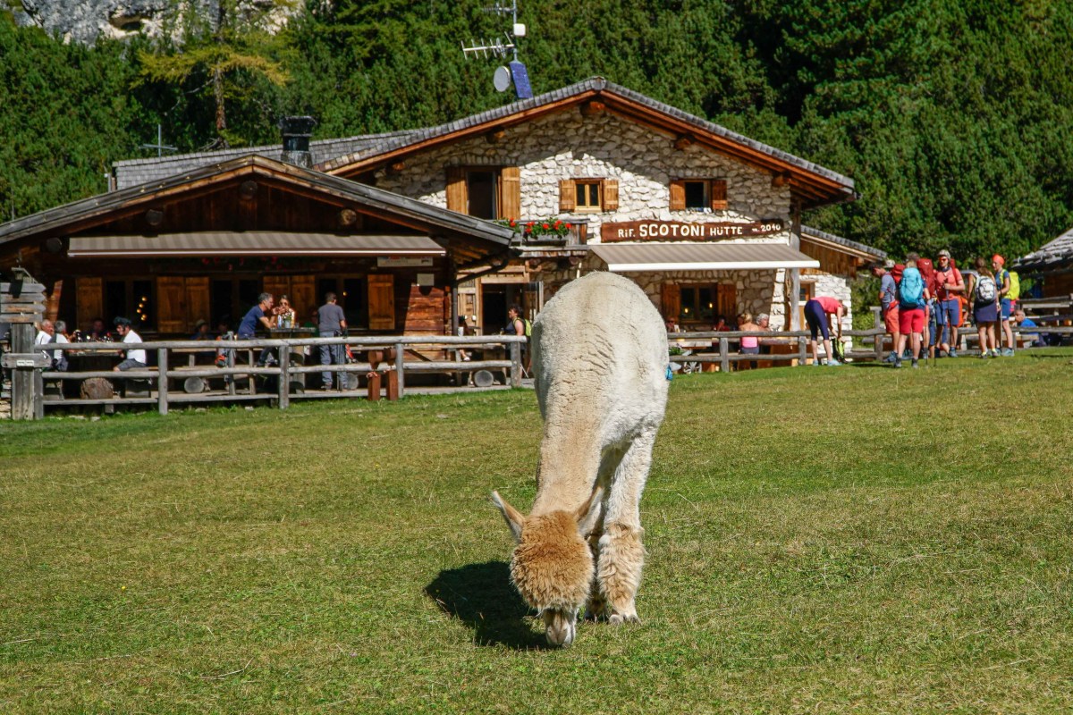<p>Ein Highlight auf der Scotoni Hütte: Das Gehege der Alpacas.</p>
