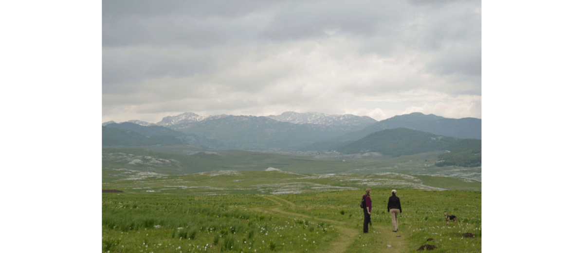 Die Narzissenwiesen bei Vucje, oberhalb von Niksic