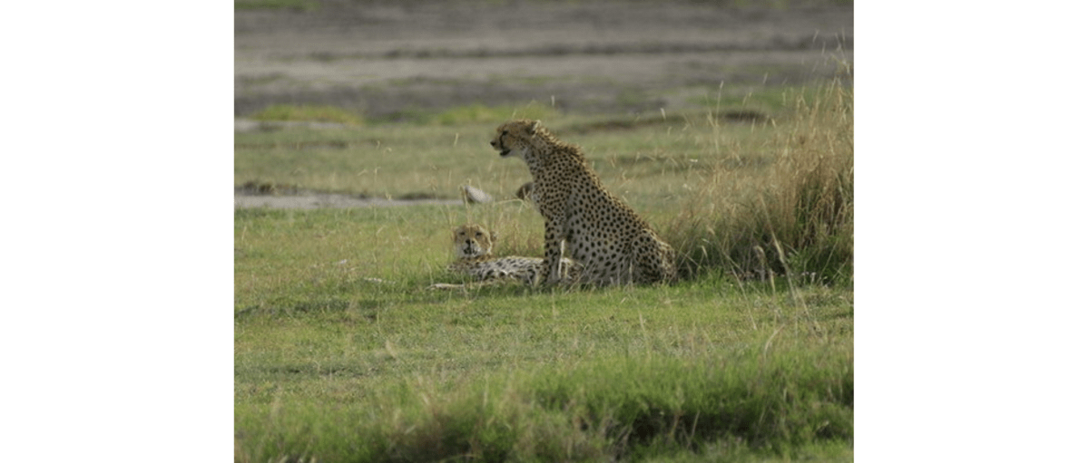 Cheetahs im Ngorongoro National-Park