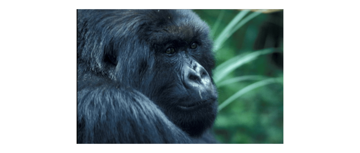 Gorilla Meeting in Rwanda