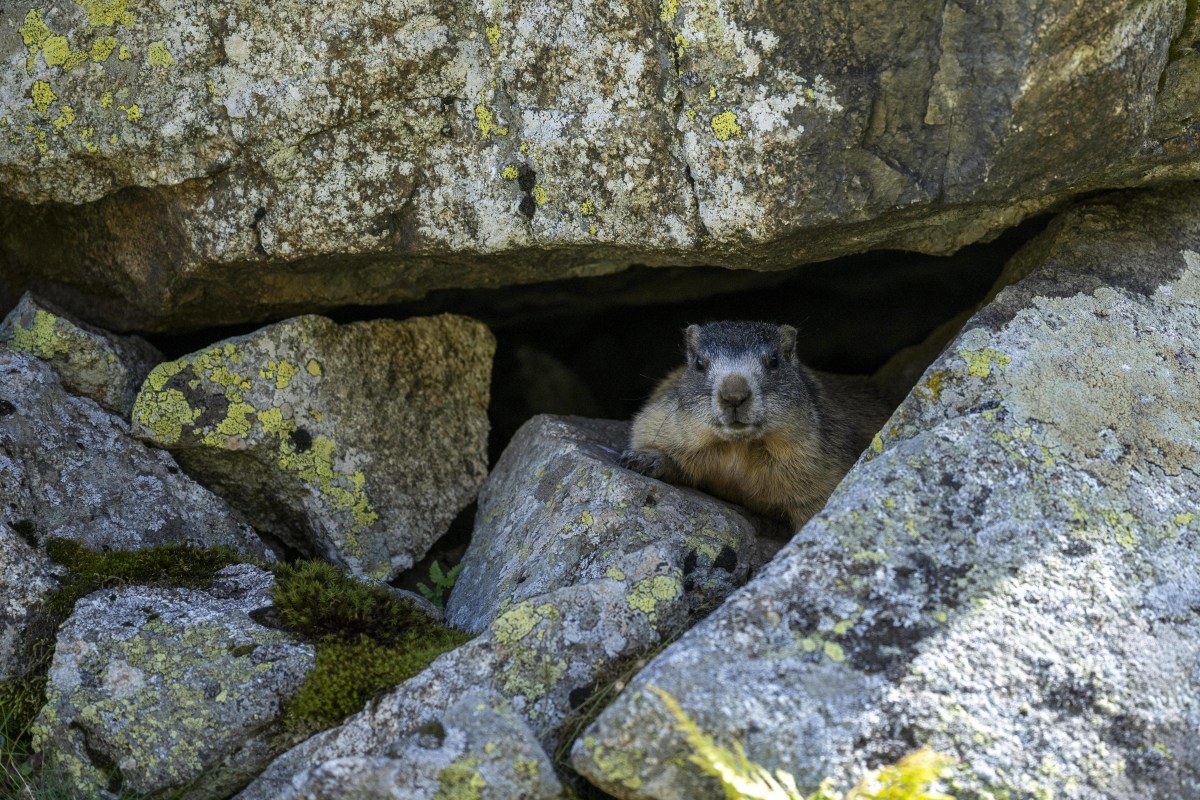 Wissenswertes über Murmeltiere: Tunnelbauer-Gen