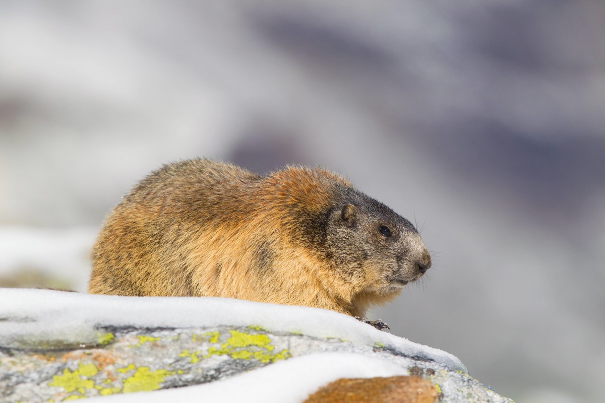 Wissenswertes über Murmeltiere: Schlafmützen