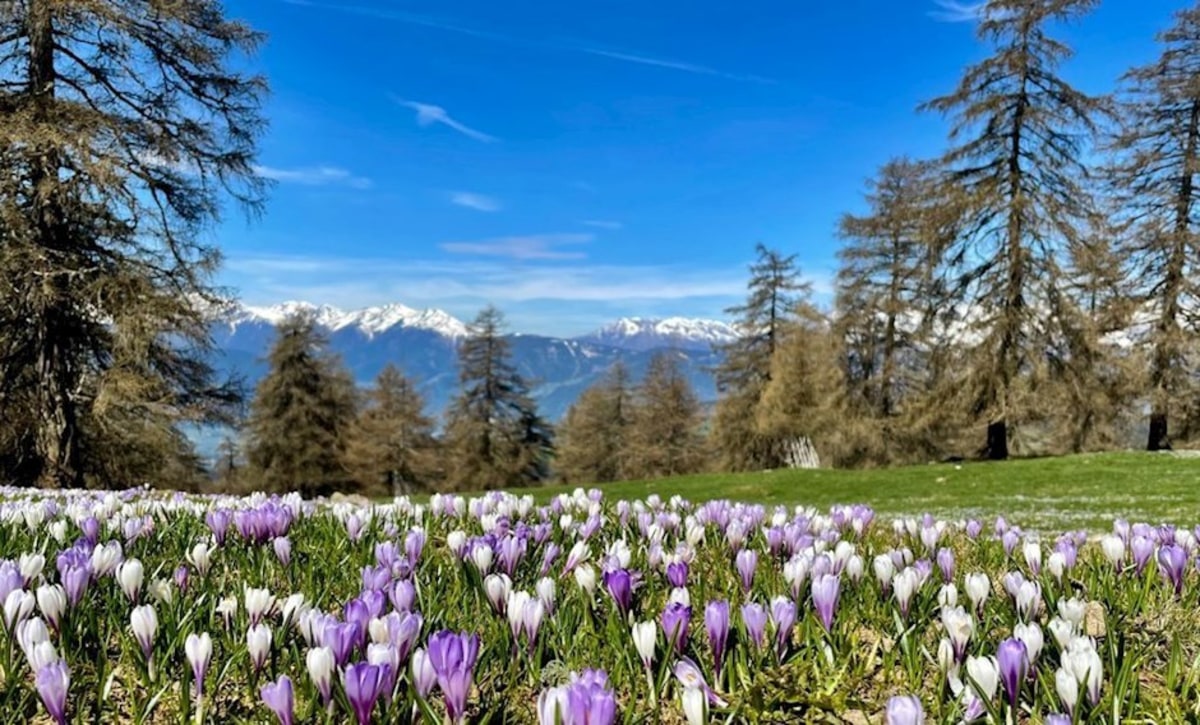 Platz vier: "Frühling in Südtirol"
