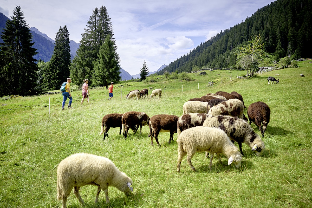 Montafoner Steinschafweg: 