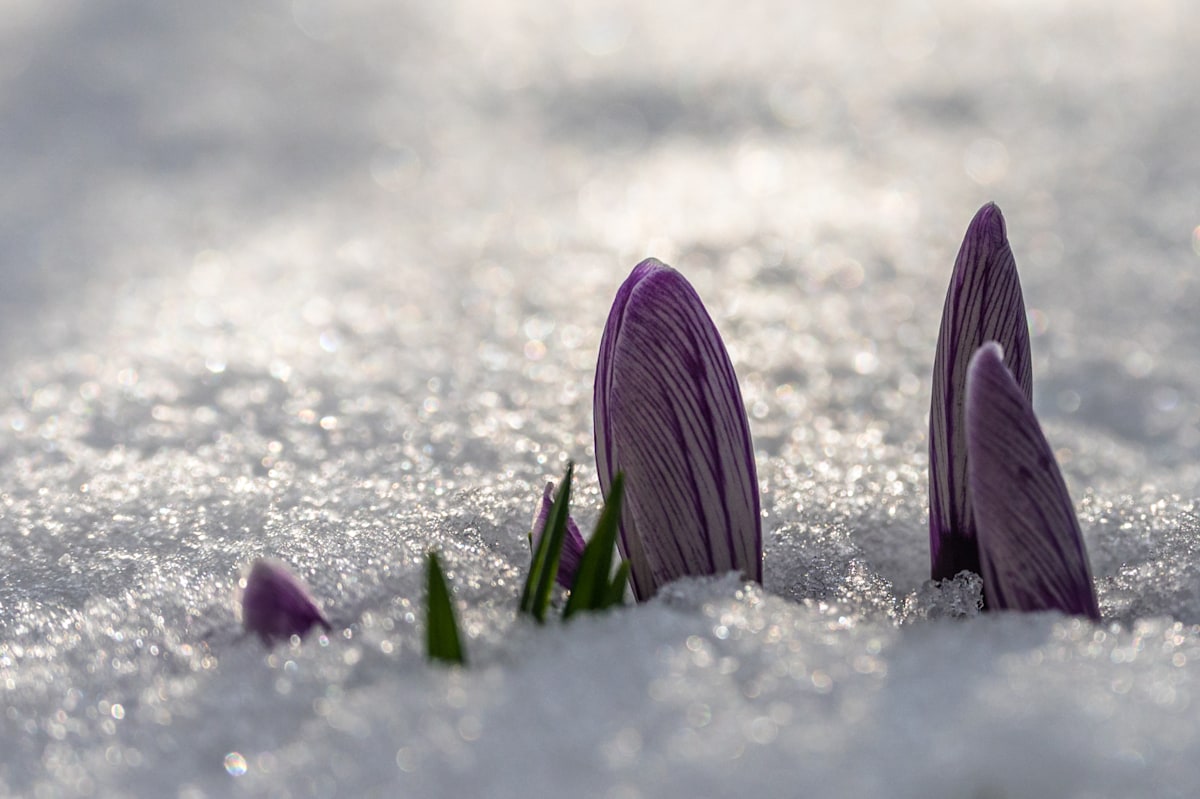 Platz 5: Krokus im Schnee