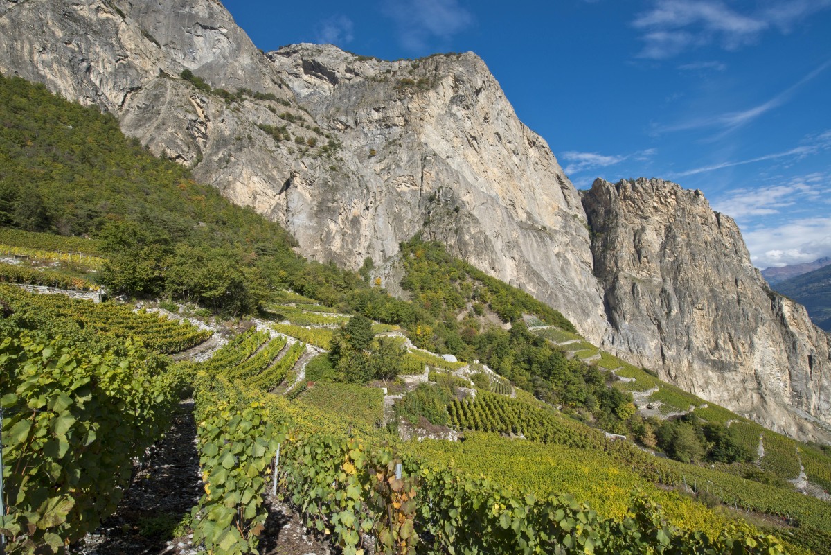 <p>Mit 50 Rebsorten auf 5000 Hektar ist das Wallis nicht nur das größte Weinanbaugebiet der Schweiz, sondern beherbergt auch die größte Rebsortenvielfalt der Welt.</p>