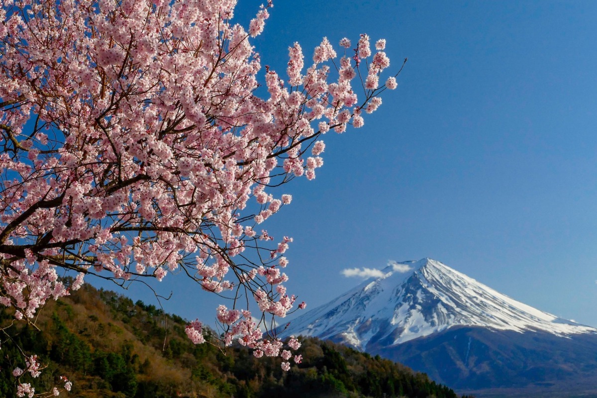 Platz vier: "Mt. Fuji & Sakura"