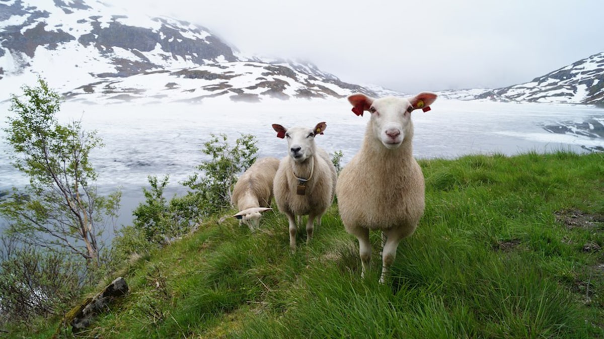 Platz 2: "Posierende Schafe vor eisigem Hintergrund" (156 Punkte)