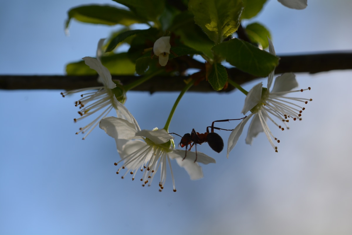 Sportliche Ameise auf Nektarsuche
