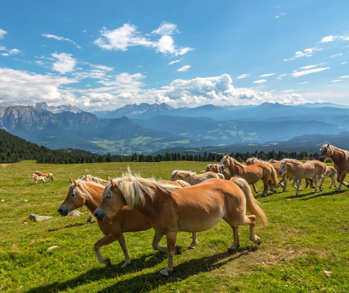 Pferde in Südtirol
