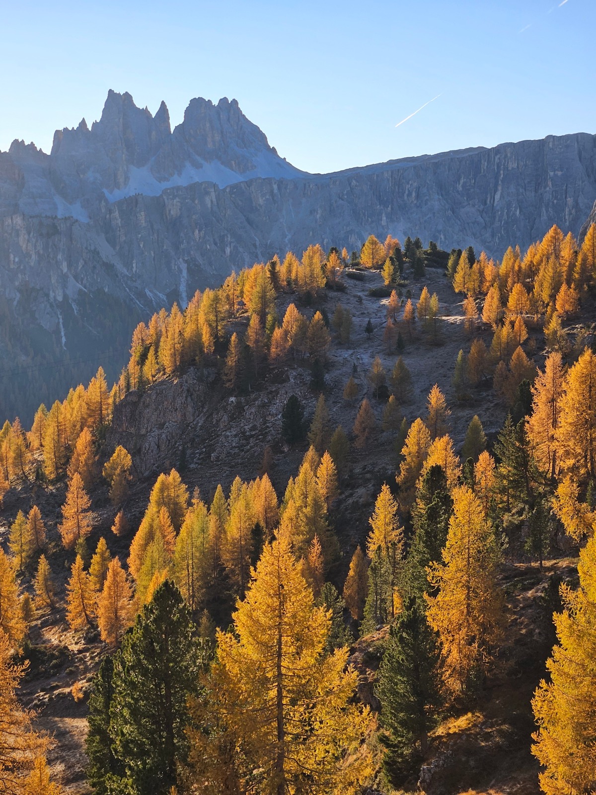 Goldene Wälder