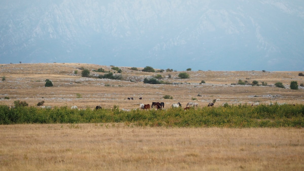 Wild Horses