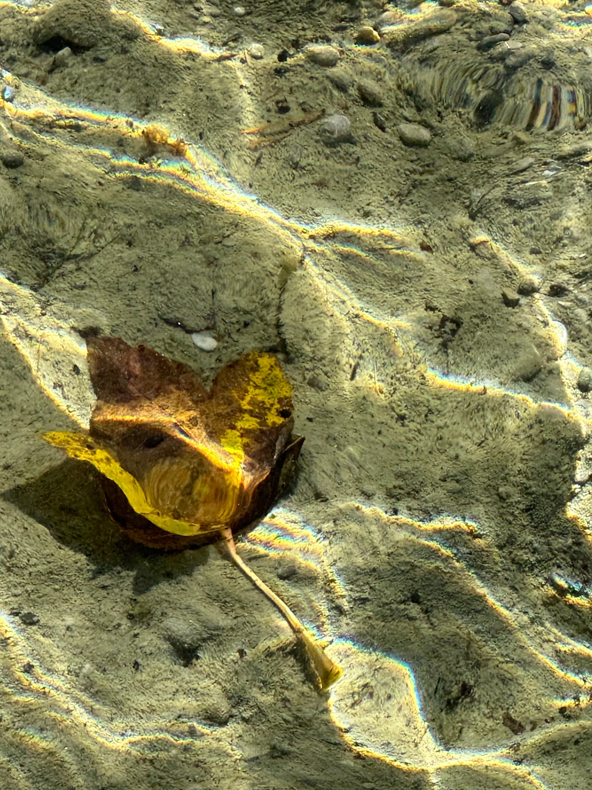 Ahornblatt in einem Bergsee
