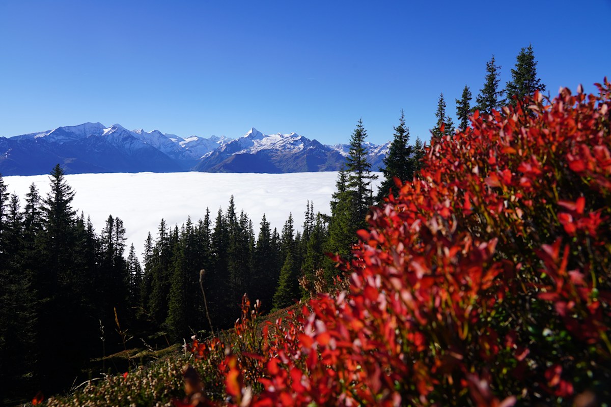 Nebelmeer