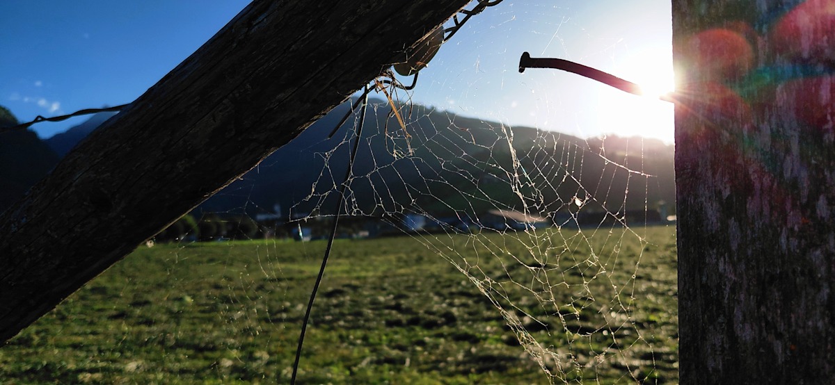 Sonnenstrahlen im Abendlicht-Geflecht