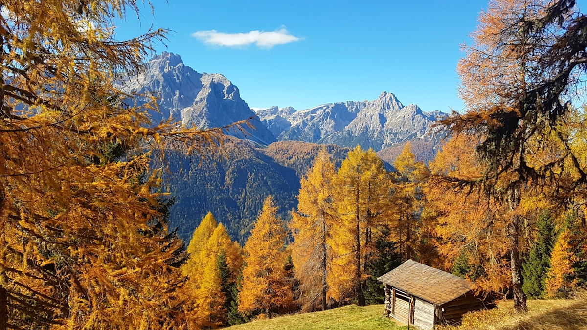 Im "goldenen Lärchenhimmel"