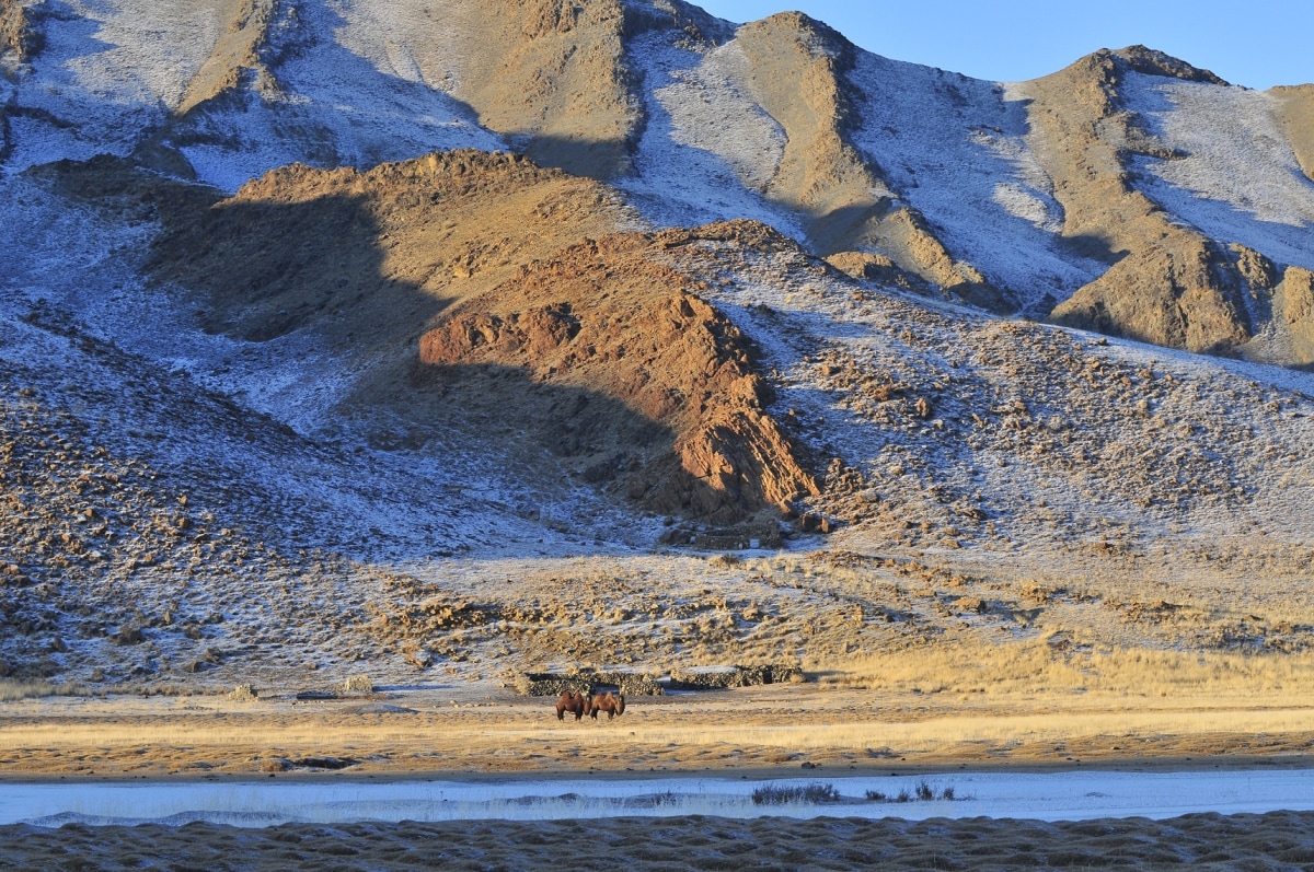 Kamele in der Mongolei leben auch in höheren Lagen im Schnee