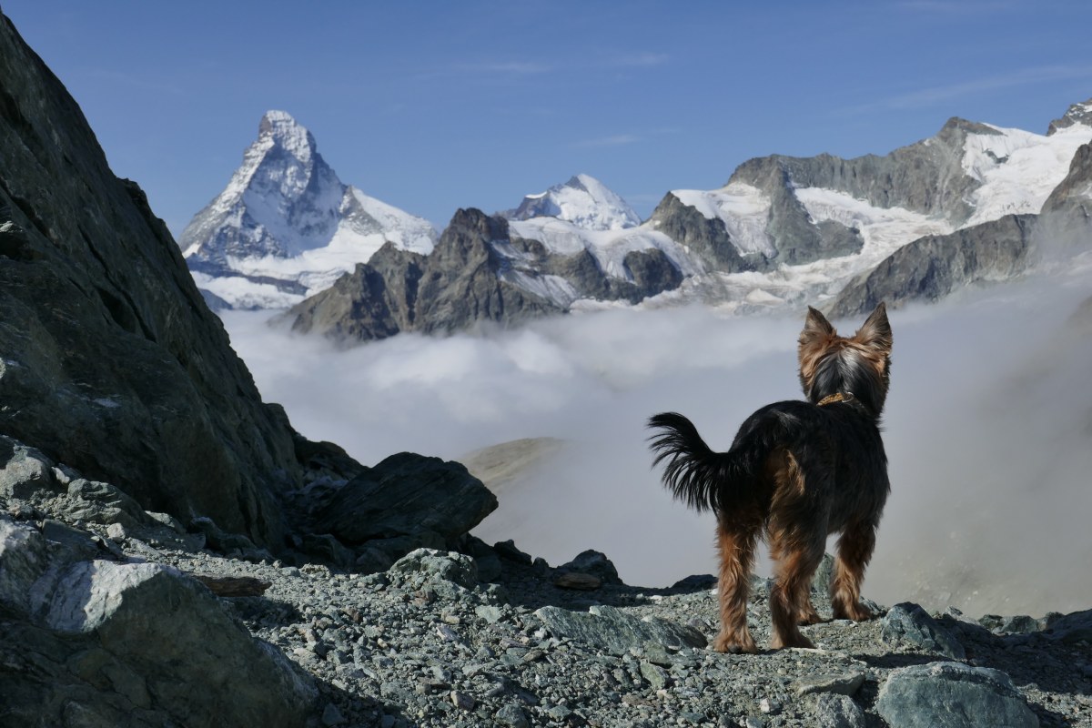 Auch auf 4 Pfoten noch ein weiter Weg zum Matterhorn