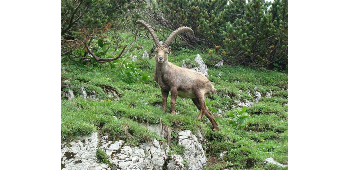 Steinbock