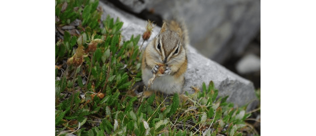 Knabberhörnchen