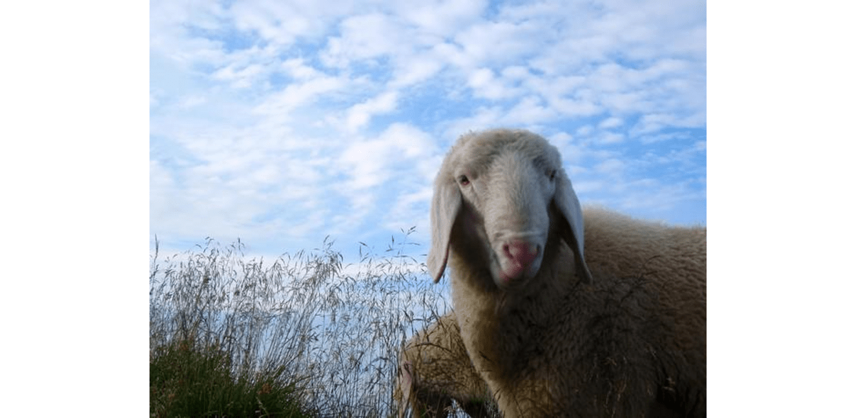 Schäfchen-Wolken