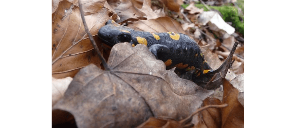 Bergsalamander