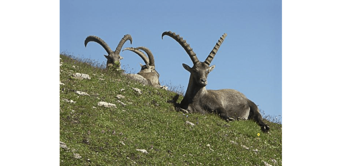 Steinbock