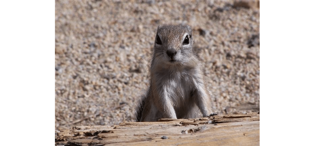 Chipmunk