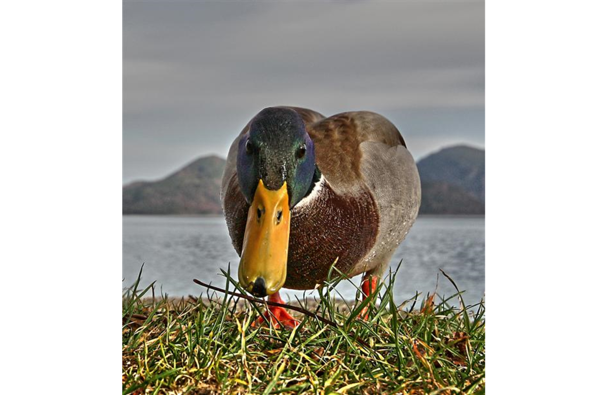 Ente am Walchensee