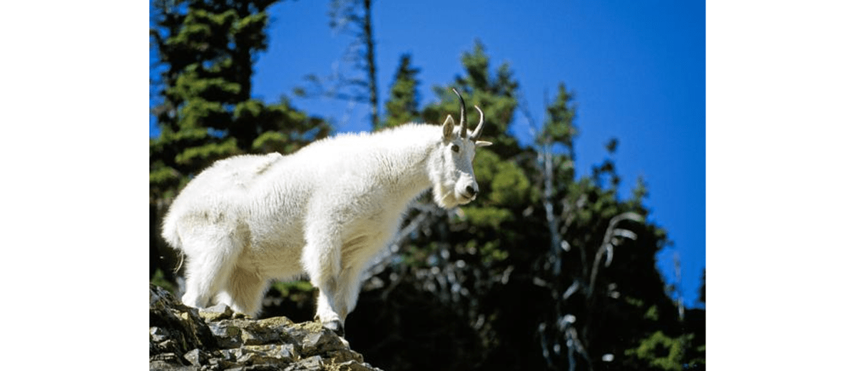 Mountain Goat