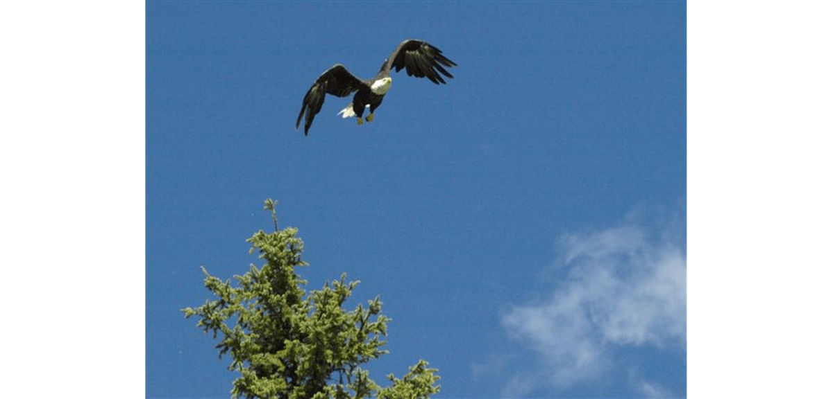 Bald Eagle