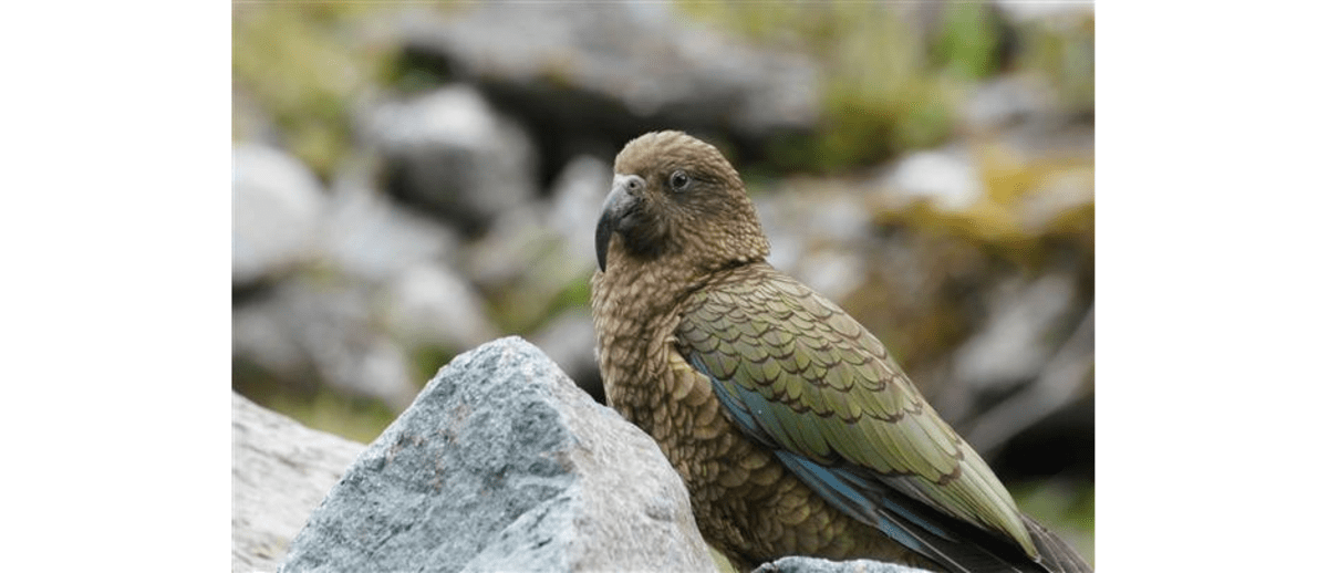 Kea, der Bergpapagei