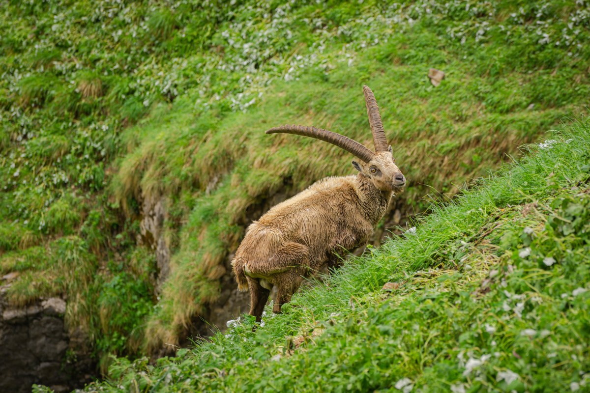 Ibex on the slope