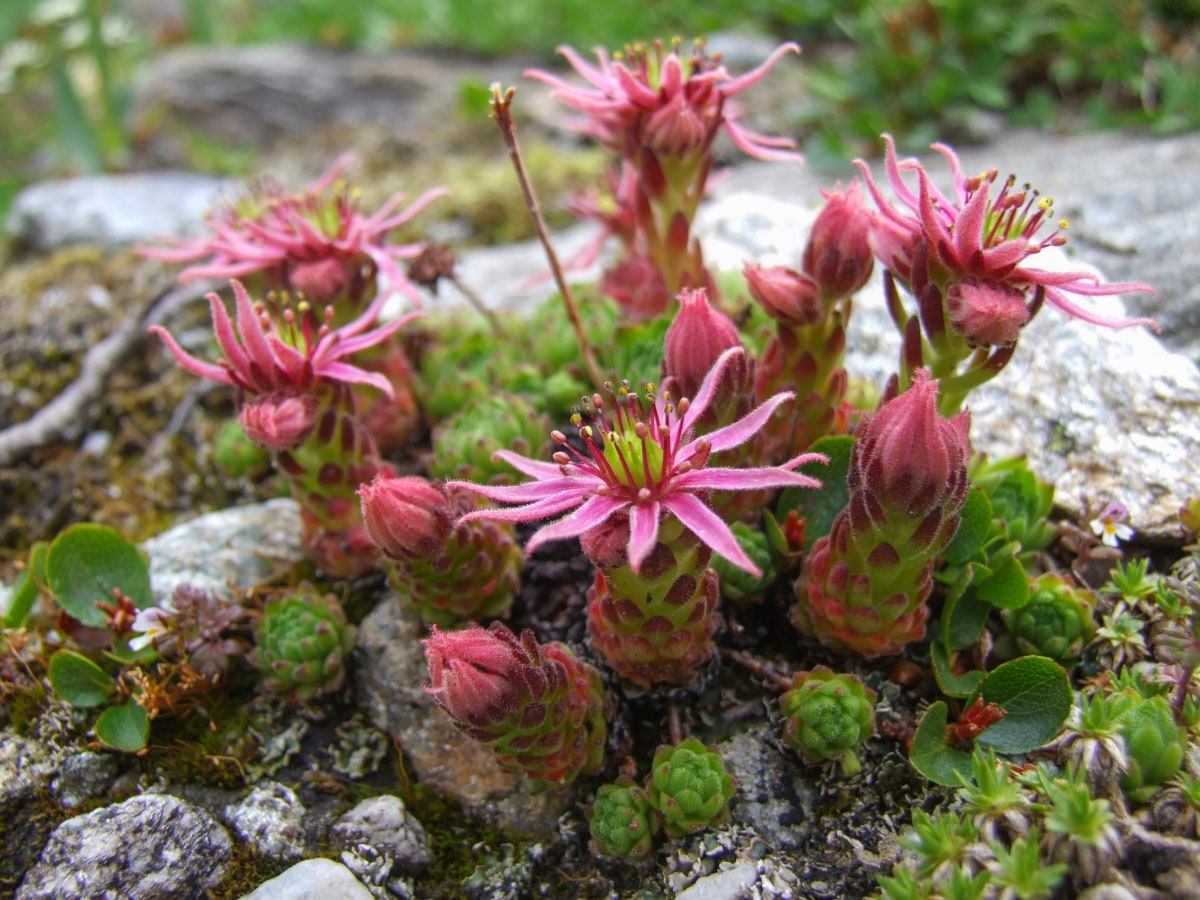 Blühender Mini Berg-Hauswurz, Sempervivum montanum