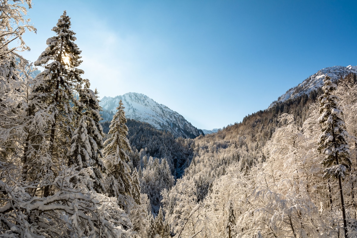 Traumhafter Winterwald