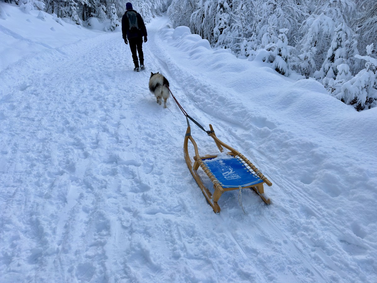 Pfoten im Schnee: Ein treuer Begleiter auf Bergpfaden