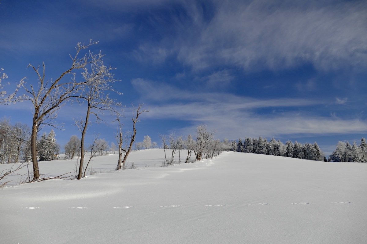 Karge Winterlandschaft