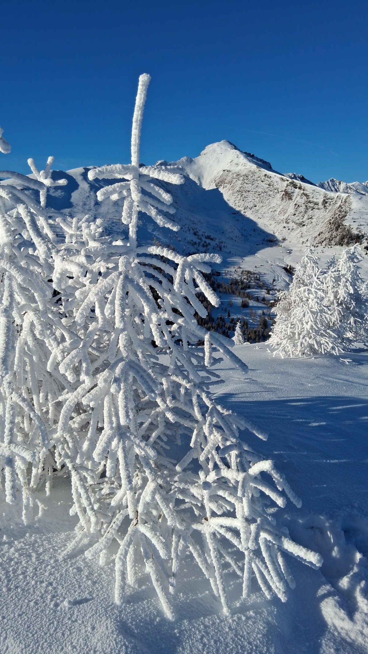 Kleiner Lärchenbaum im Winterkleid mit Blick zum Kareck 2482m