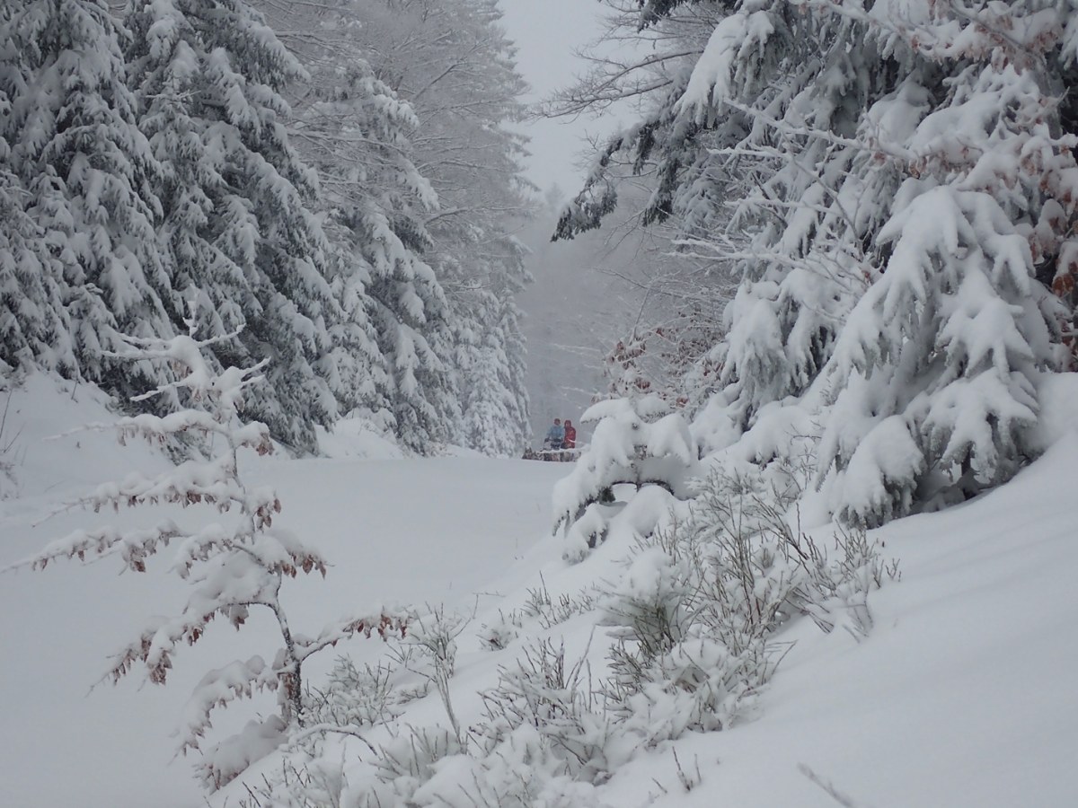 Huskies im Bayerischen Wald