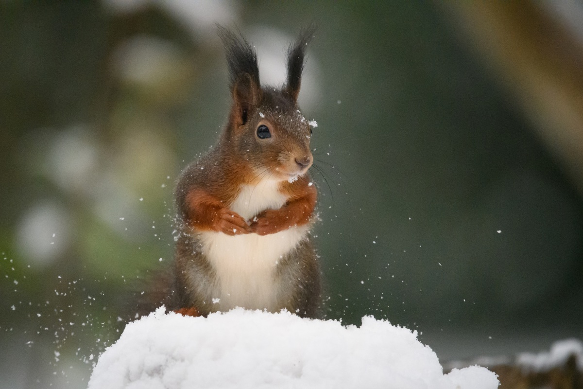 Eichhörnchen im Schnee