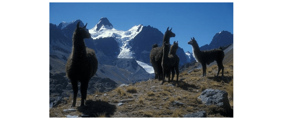 Lamas in der Cordillera Real