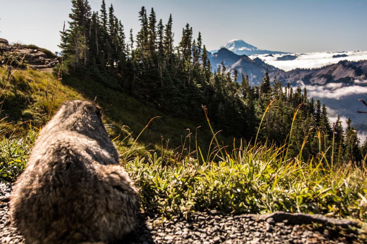 Marmot with a view