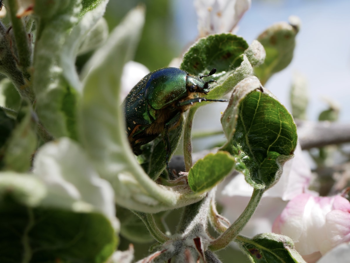 Käfer am Apfelbaum