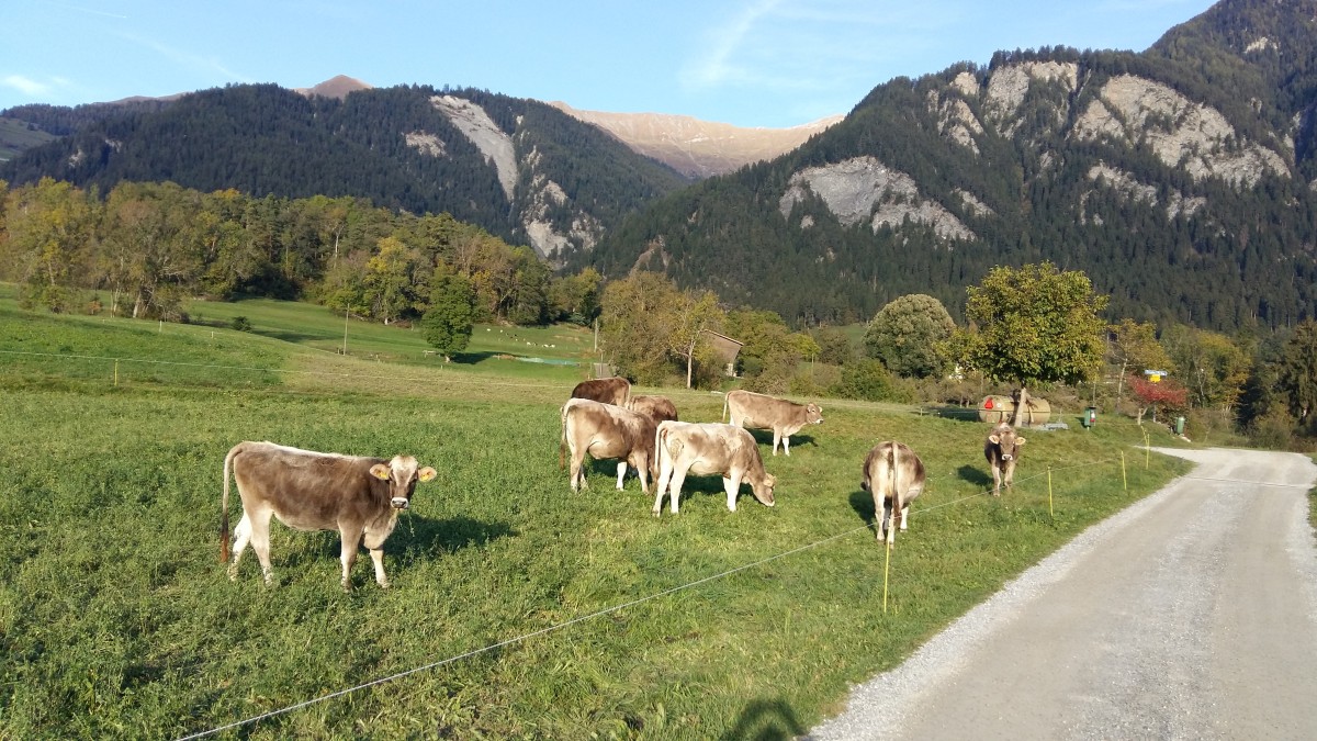 Glückliche Kühe in den Schweizer Bergen