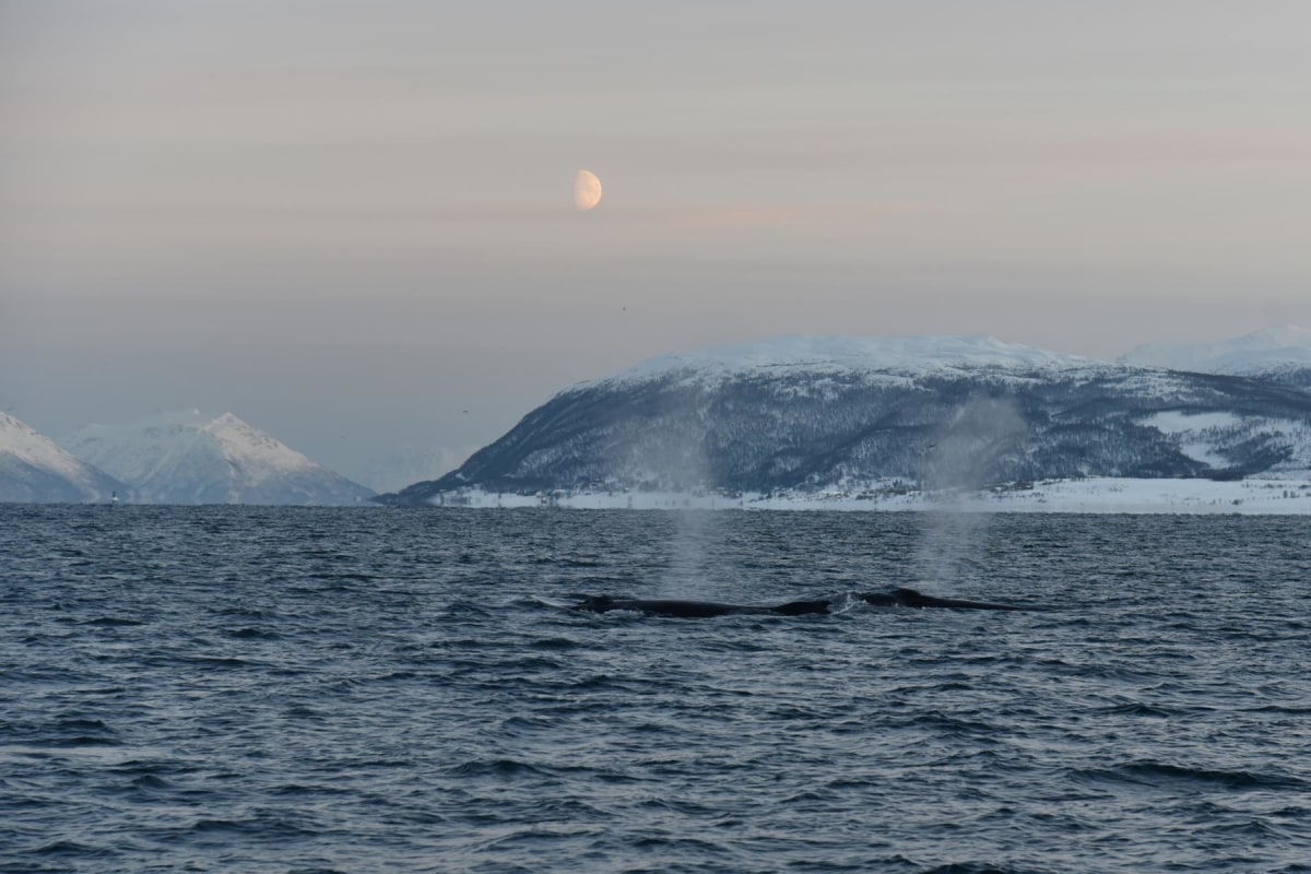 Wasserspielende Wale  im Winter