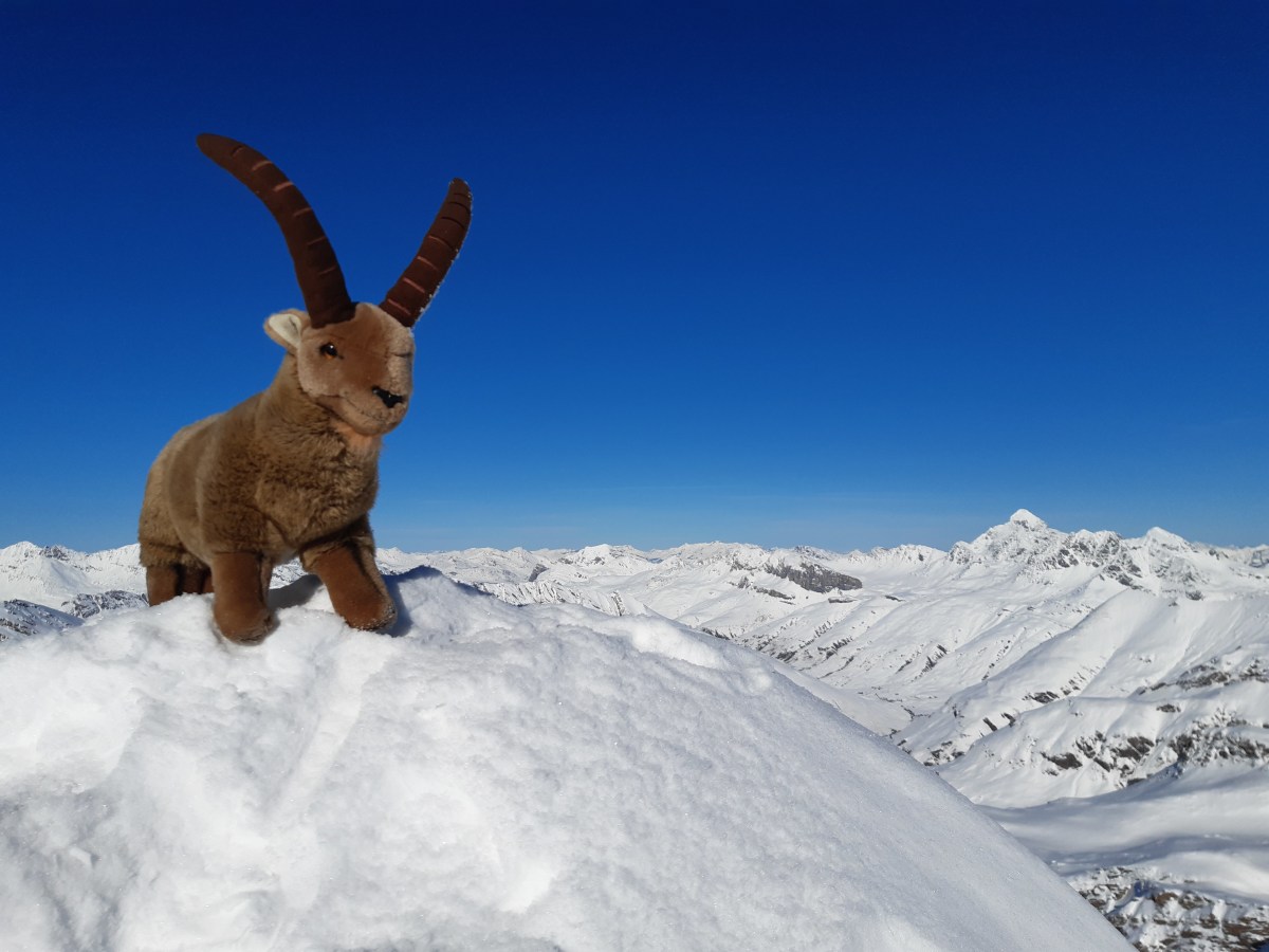 König der Alpen checkt die Schneelage