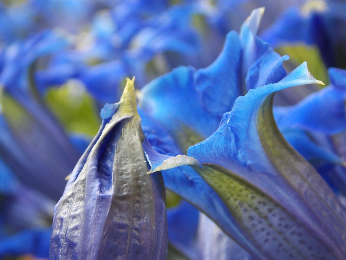 Blaue Blütenpracht