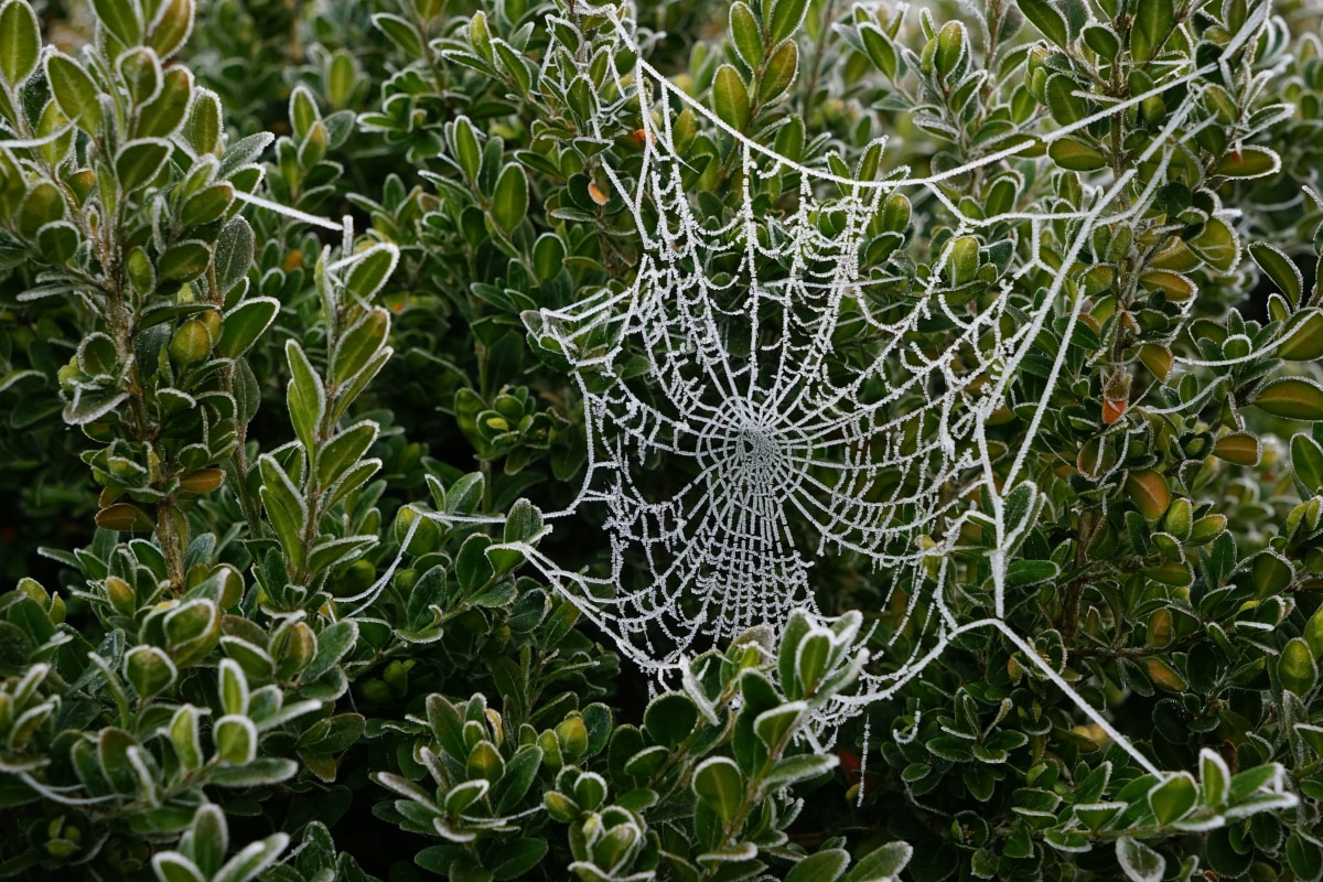 Frost im Netz