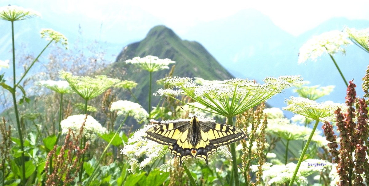 Schwalbenschwanz Schmetterling am Glatthorn
